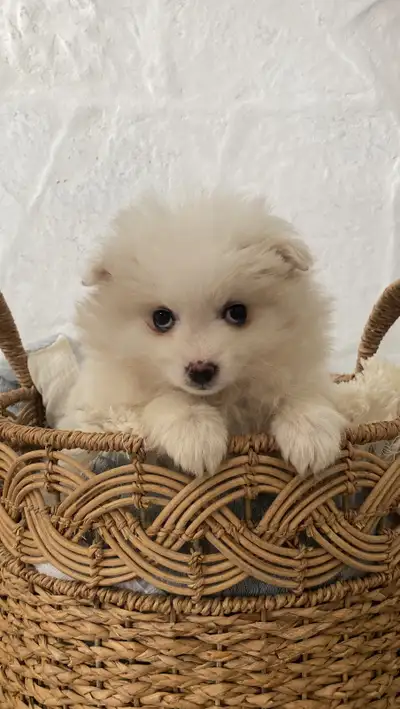 American Eskimo Puppies, View more