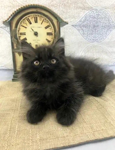 Cuddly Maine Coon - Black & Big-Boned, View more