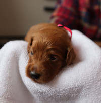 Miniature Goldendoodle - Red / Apricot