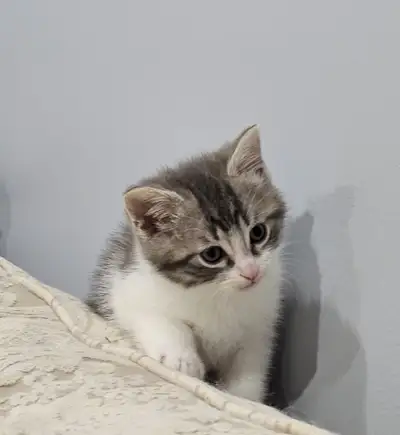 Chat/ chaton/ cat/ kitten Bonjour à tous. Des chatons seront prêt à partir le 18 juin, vaccinés et v...