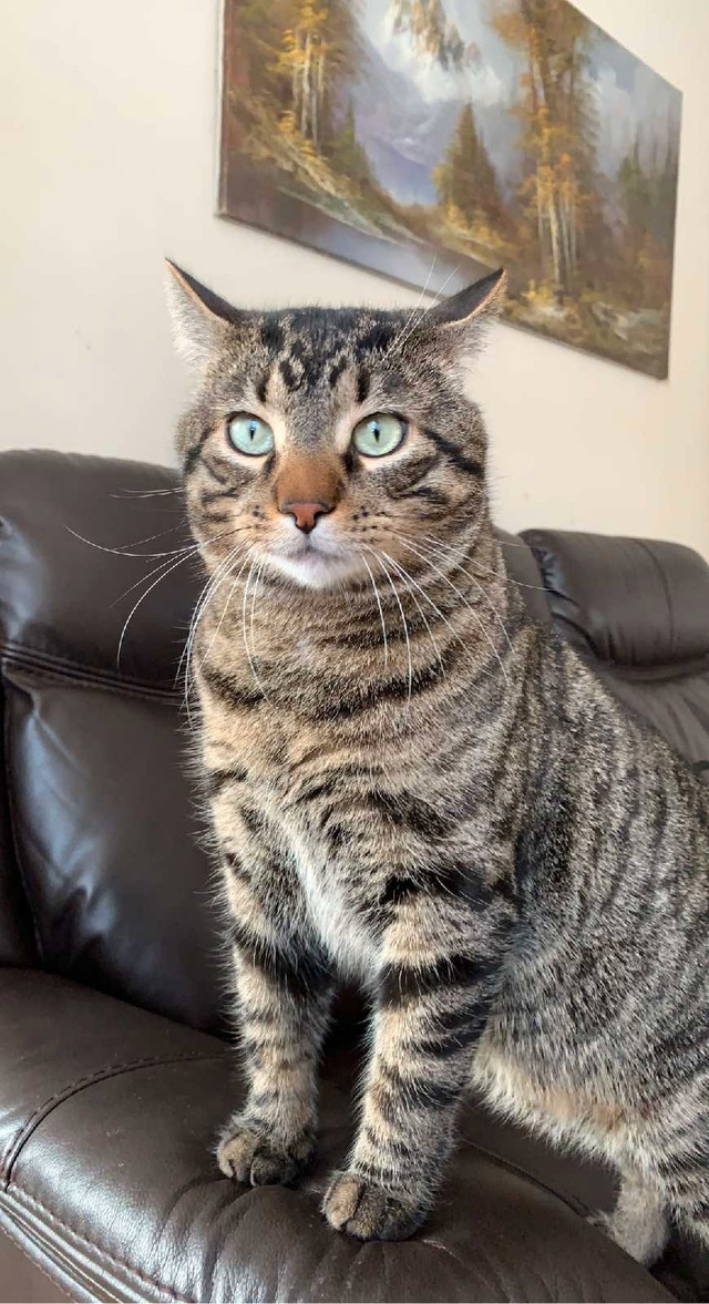 Beautiful, sweet kitty in Cats & Kittens for Rehoming in Winnipeg - Image 3