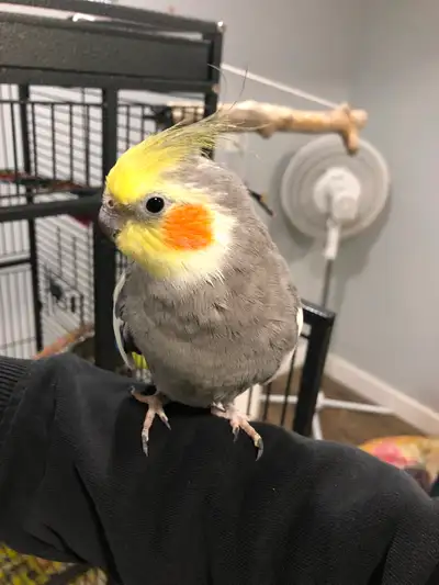 Hand Tame Cockatiel Looking For A New Home!, View more