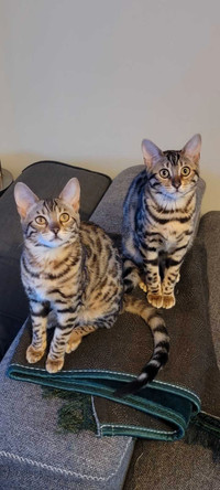 2 Chatton bengal pure race (femelle)