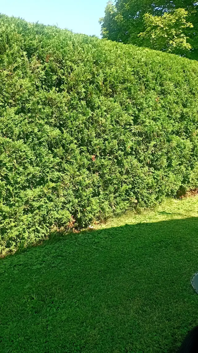 Cedar Hedges. Trimming of Cedar Hedges