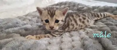 magnifiques chatons bengal pur race enregistré TICA, View more