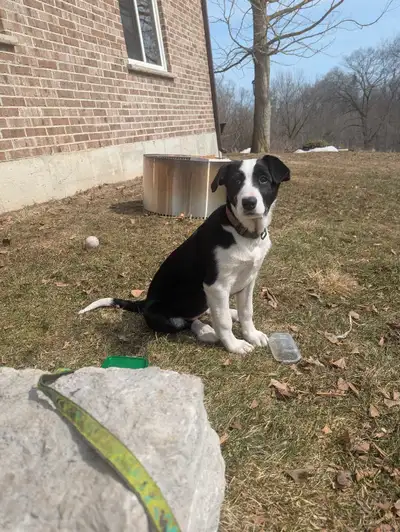 3 month old female pup, very playful and gentle. Loves people and walks. Mom is a very smart Border...