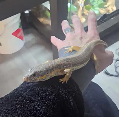 Schneider's Skink , View more