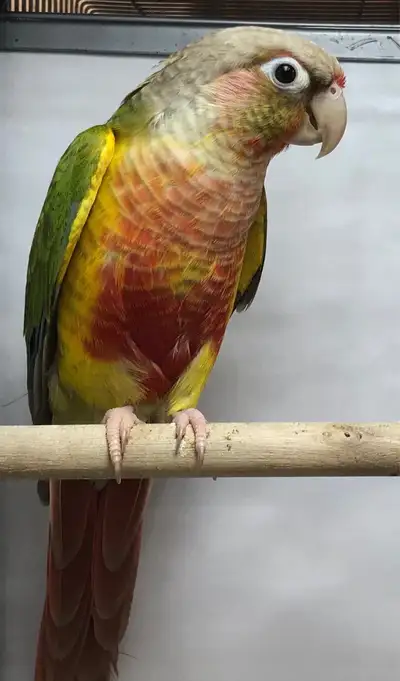 pineapple conure ( male ), View more