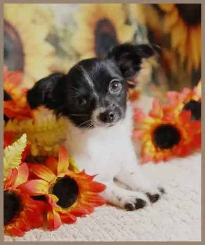 Black and white tri Chihuahua puppie 8 months old $700.0  4.63, View more