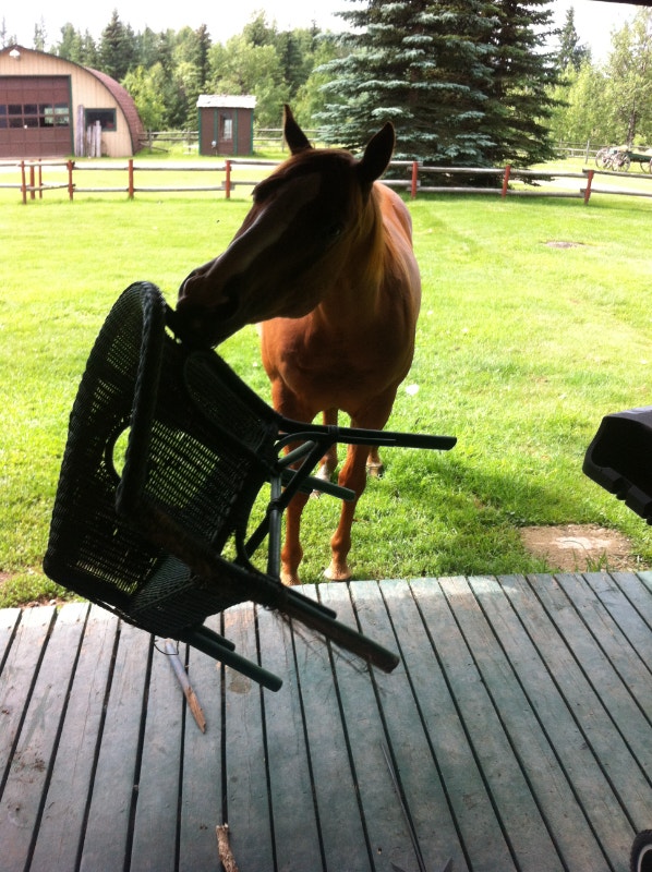 Horse Boarding and Basement Suite for Rent Long Term Rentals