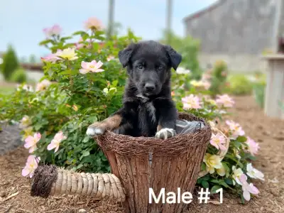 German shepherd cross puppies, View more