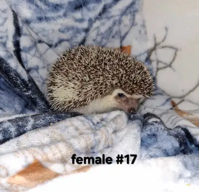 female hedgehog, born august 2025, View more
