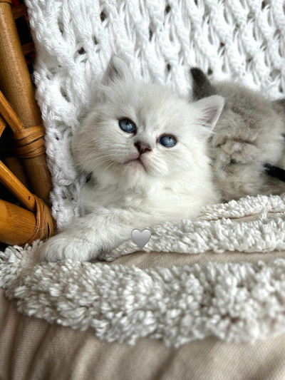 Purebred Siberian Kittens - Hypoallergenic 