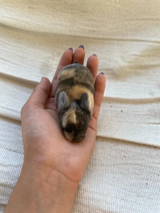Holland lop baby bunnies✨ in Small Animals for Rehoming in Delta/Surrey/Langley - Image 9