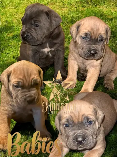Monster Cane  Corso Puppies, View more