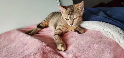 Torbie Kitten For Adoption, View more