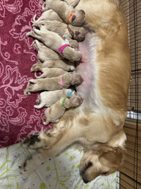 Pure bred golden retriever pups for sale