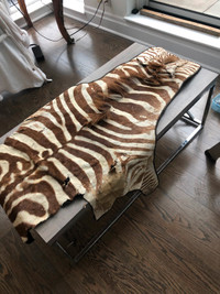 Zebra fur skin Taxidermy authentic antique
