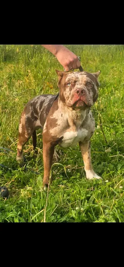 American Bulldog for Rehome, View more