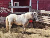 Stud ponies for sale