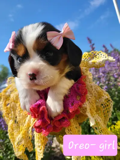 CKC registered purebred Cavalier King Charles Spaniel puppies, View more