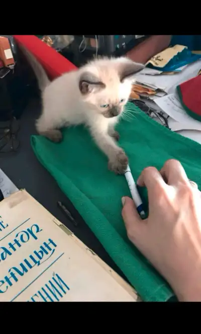❤️❤️❤️Bébé chatons pure siamois ❤️ Baby Siamese, View more