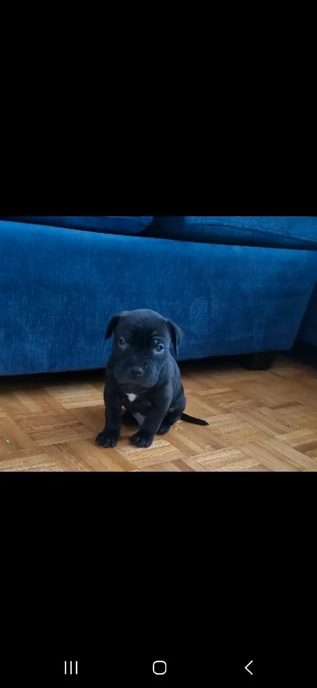 american stafford terrier puppy in Dogs & Puppies for Rehoming in City of Toronto - Image 4