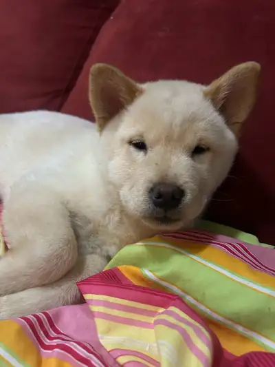 Shiba inu/chow chow puppies, View more