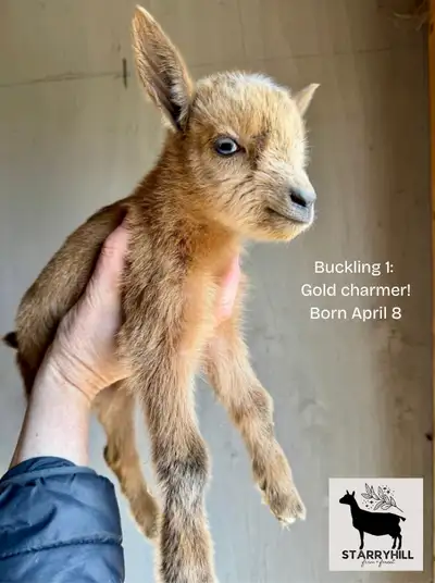 Extremely Friendly Nigerian Dwarf Bucklings, View more