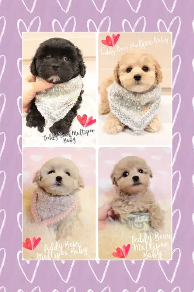 ❤️ TEDDY BEAR ❤️ MALTIPOO BABIES READY TODAY ❤️, View more