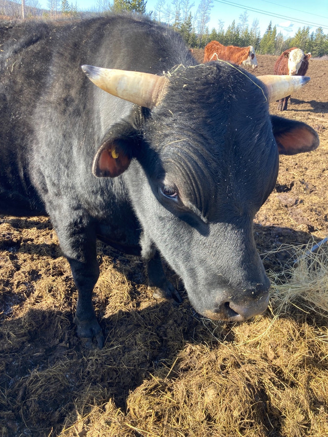 3 year old jersey bull in Other in Burns Lake