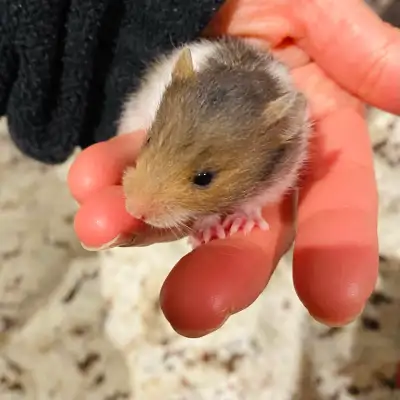 Baby Hamsters, View more