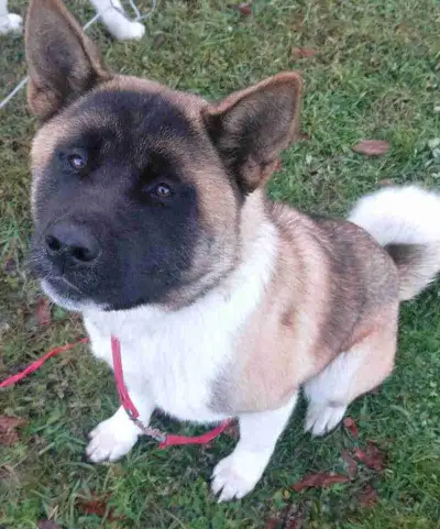 Chienne Akita Américain, View more