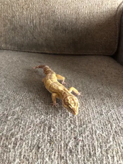 fully adult  healthy leopard gecko breed goblin and tank, View more