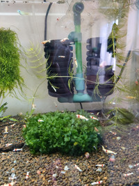 Subwassertang moss