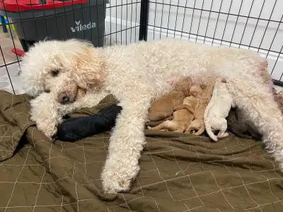 Standard Poodles, View more
