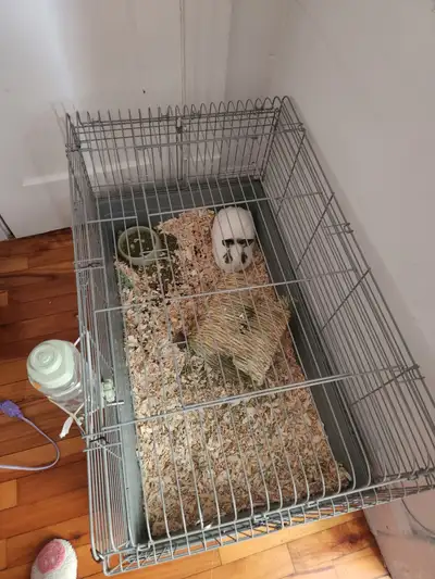 Bonjours a vous moi j ai de idee de vendre mon lapin car je n ai plus asse de temps pour lui je dema...
