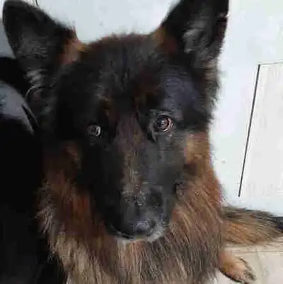 Long haired German Shepherd, View more