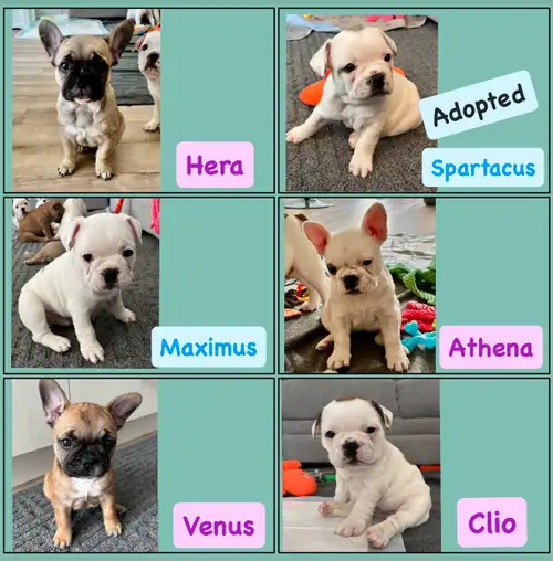 **Serious inquiries only please** We have a litter of six beautiful Frenchie puppies! Four girls and...