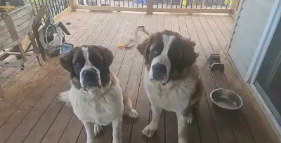 Saint Bernard puppies looking for their forever homes!, View more