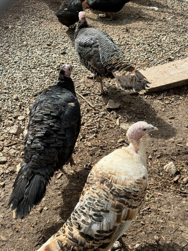 Heritage turkeys.  in Livestock in Kelowna