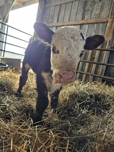 Hey everyone im a young independent farm looking to rent farmland in the dunnville/lowbanks/ welland...
