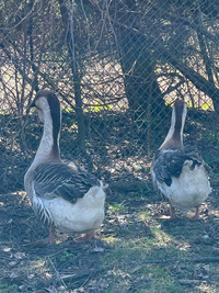 3 male pure bred African geese 