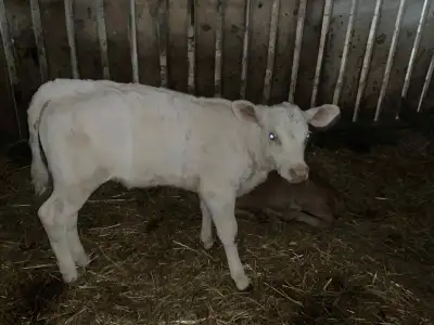 Posting for Amish Family as they have: A Charolais heifer calf for sale. Well over 150 lbs and extre...