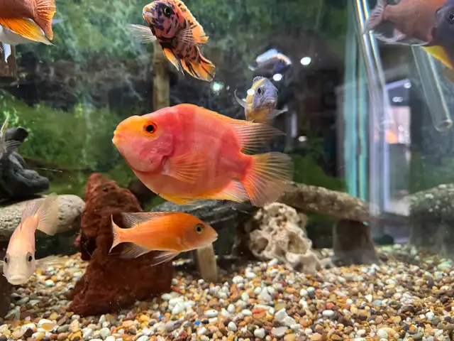 African Cichlid for sale in Fish for Rehoming in Oshawa / Durham Region - Image 4