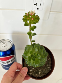 Healthy succulents plant with flowers 