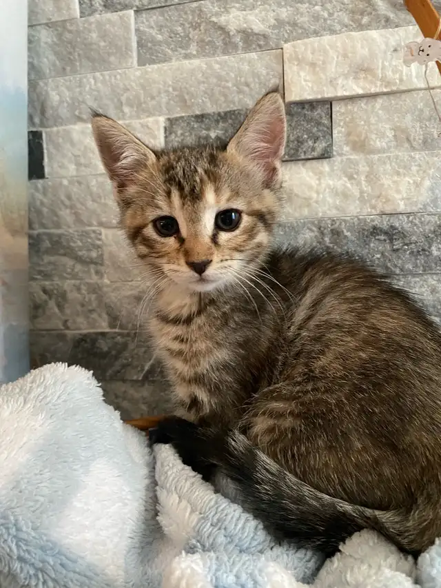kittens for sale  in Cats & Kittens for Rehoming in St. Catharines - Image 2