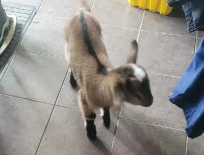 bottle goat ppu, View more