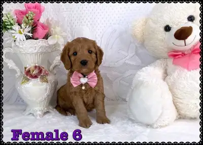 Mini F1 Golden doodle Puppies, View more