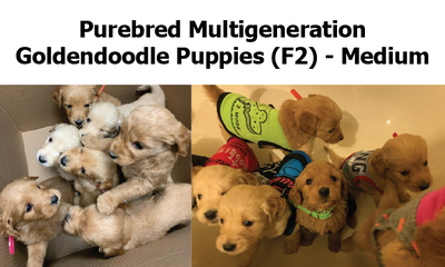 F2 Purebred - Multigen - Goldendoodle Pups - Most Desired, View more